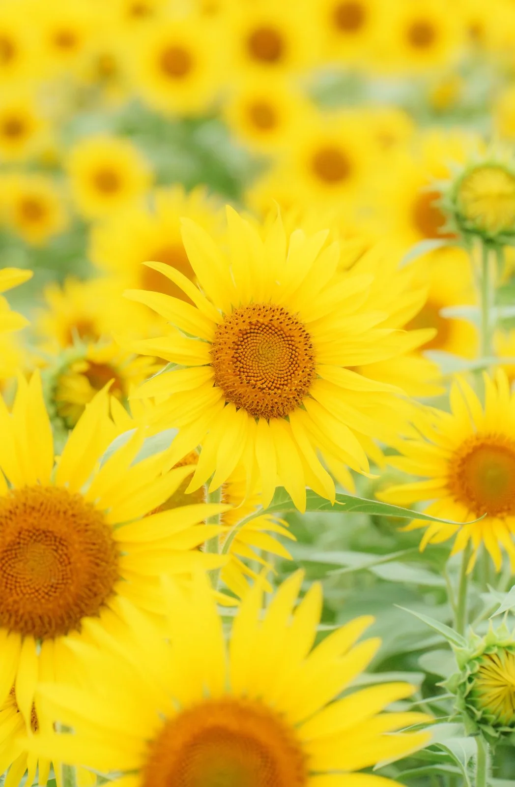 無料スマホ壁紙 ひまわりの楽園。AndroidとiPhoneに対応した4K高画質の無料待ち受け画像。三重県玉城町のアスピア玉城で撮影したフリー写真素材