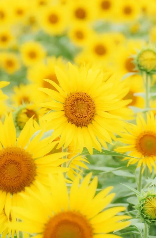 無料スマホ壁紙 ひまわりの楽園。AndroidとiPhoneに対応した4K高画質の無料待ち受け画像。三重県玉城町のアスピア玉城で撮影したフリー写真素材