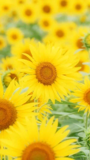 無料スマホ壁紙 ひまわりの楽園。AndroidとiPhoneに対応した4K高画質の無料待ち受け画像。三重県玉城町のアスピア玉城で撮影したフリー写真素材