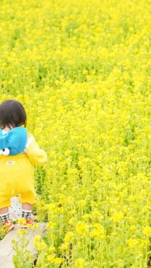 無料壁紙 菜の花畑の通路を歩く子供。PCとデスクトップ壁紙に最適な4K高画質の無料壁紙。三重県玉城町のアスピア玉城で撮影したフリー写真素材