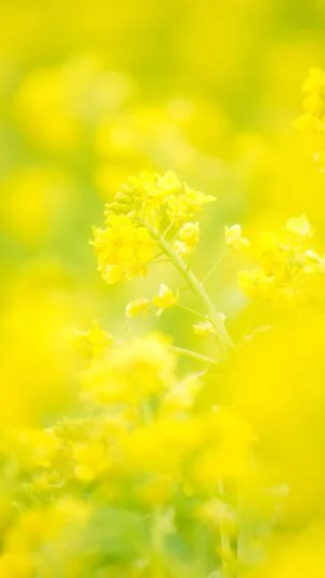 無料スマホ壁紙 黄金に輝く菜の花。AndroidとiPhoneに対応した4K高画質の無料待ち受け画像。三重県玉城町のアスピア玉城で撮影したフリー写真素材