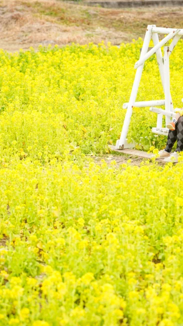 無料壁紙 菜の花とブランコを楽しむ親子。PCとデスクトップ壁紙に最適な4K高画質の無料壁紙。三重県玉城町のアスピア玉城で撮影したフリー写真素材