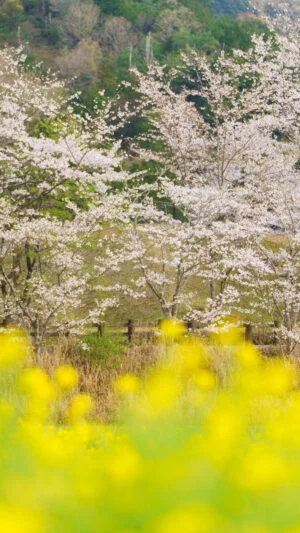 無料壁紙 桜と菜の花の競演。PCとデスクトップ壁紙に最適な4K高画質の無料壁紙。三重県玉城町のアスピア玉城で撮影したフリー写真素材