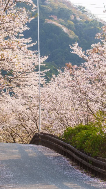 無料壁紙 桜並木の小道。PCとデスクトップ壁紙に最適な4K高画質の無料壁紙。三重県玉城町のアスピア玉城で撮影したフリー写真素材