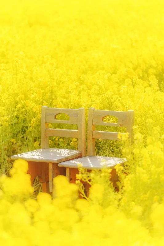 運気が上がる待ち受け 菜の花畑のペア席。AndroidとiPhoneに対応した4K高画質の無料スマホ壁紙。三重県玉城町のアスピア玉城で撮影したフリー写真素材