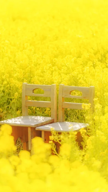 運気が上がる待ち受け 菜の花畑のペア席。AndroidとiPhoneに対応した4K高画質の無料スマホ壁紙。三重県玉城町のアスピア玉城で撮影したフリー写真素材