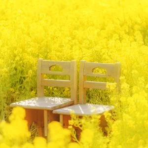 運気が上がる待ち受け 菜の花畑のペア席。AndroidとiPhoneに対応した4K高画質の無料スマホ壁紙。三重県玉城町のアスピア玉城で撮影したフリー写真素材