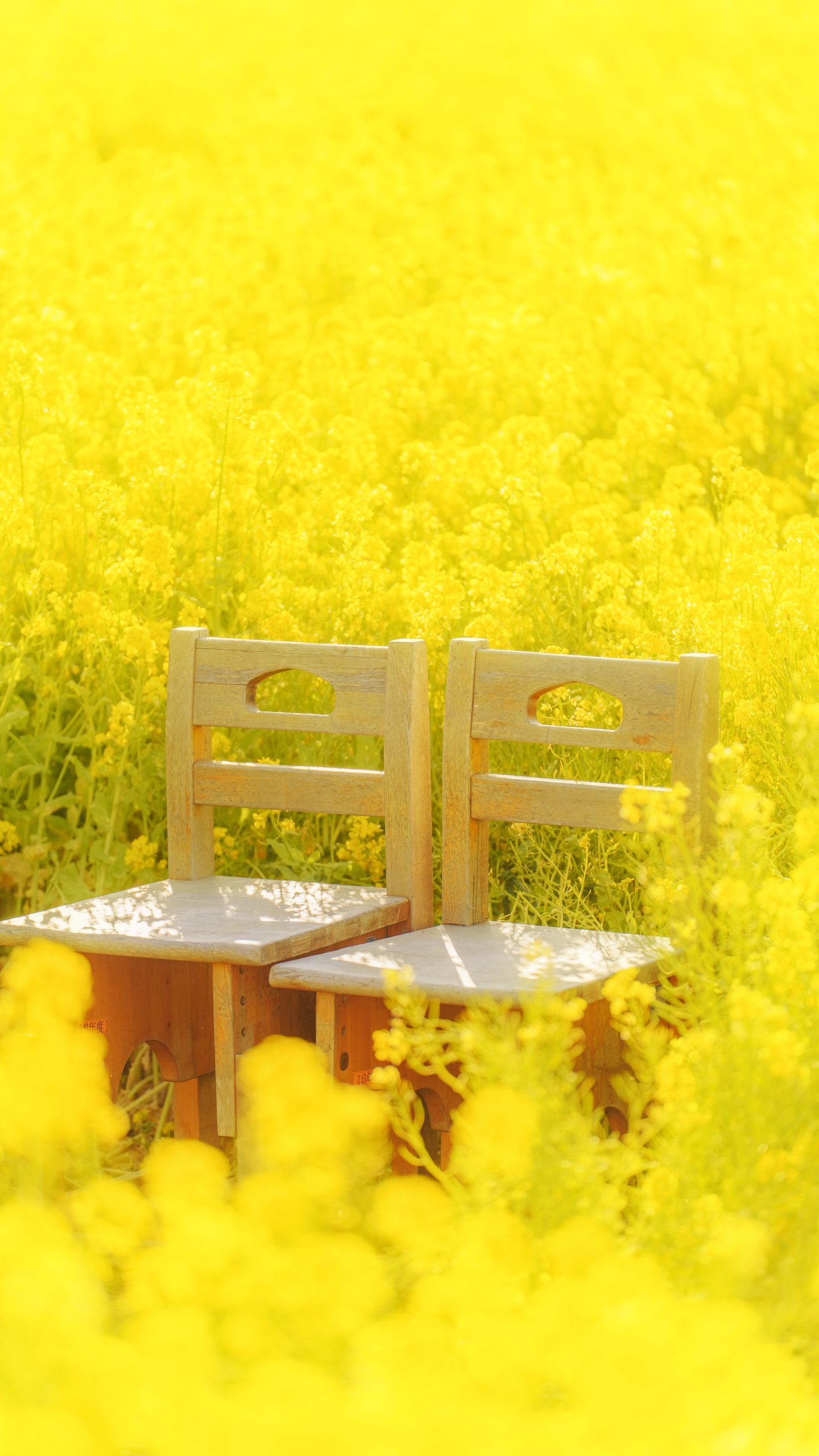 運気が上がる待ち受け 菜の花畑のペア席。AndroidとiPhoneに対応した4K高画質の無料スマホ壁紙。三重県玉城町のアスピア玉城で撮影したフリー写真素材