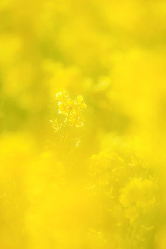 運気が上がる待ち受け 黄金に輝く開運の菜の花。AndroidとiPhoneに対応した4K高画質の無料スマホ壁紙。三重県玉城町のアスピア玉城で撮影したフリー写真素材