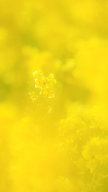 運気が上がる待ち受け 黄金に輝く開運の菜の花。AndroidとiPhoneに対応した4K高画質の無料スマホ壁紙。三重県玉城町のアスピア玉城で撮影したフリー写真素材