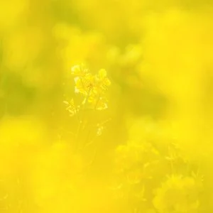 運気が上がる待ち受け 黄金に輝く開運の菜の花。AndroidとiPhoneに対応した4K高画質の無料スマホ壁紙。三重県玉城町のアスピア玉城で撮影したフリー写真素材