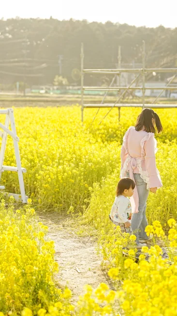 無料壁紙 菜の花畑にあるブランコと見晴台。PCとデスクトップ壁紙に最適な4K高画質の無料壁紙。三重県玉城町のアスピア玉城で撮影したフリー写真素材