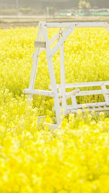 無料壁紙 菜の花に包まれる黄色いブランコ。PCとデスクトップ壁紙に最適な4K高画質の無料壁紙。三重県玉城町のアスピア玉城で撮影したフリー写真素材