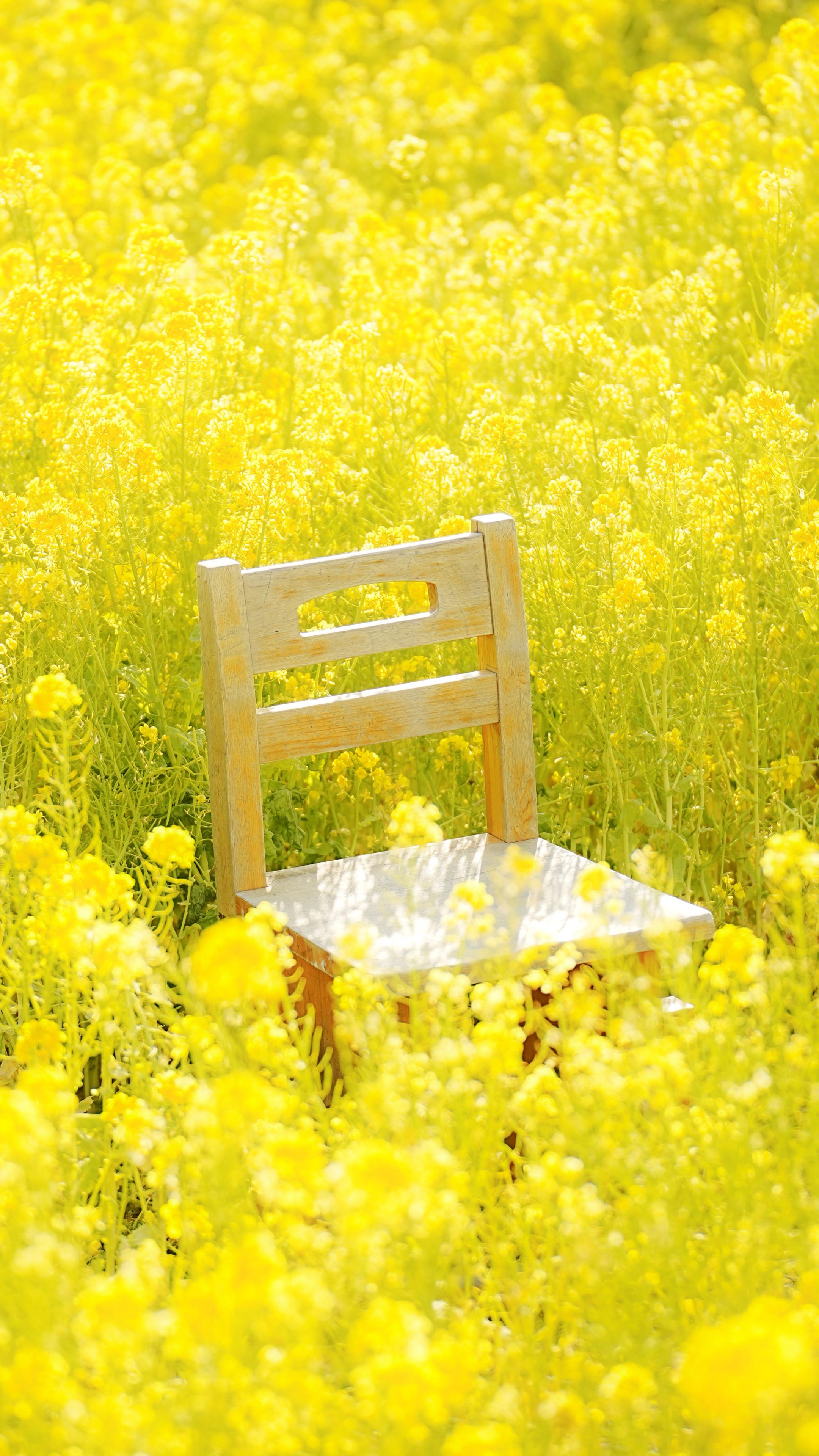 菜の花に囲まれる木製ベンチ(三重県玉城町・アスピア玉城)