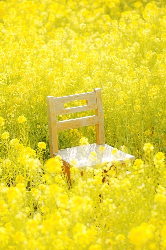 無料スマホ壁紙 菜の花に囲まれる木製ベンチ。AndroidとiPhoneに対応した4K高画質の無料待ち受け画像。三重県玉城町のアスピア玉城で撮影したフリー写真素材
