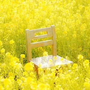 無料スマホ壁紙 菜の花に囲まれる木製ベンチ。AndroidとiPhoneに対応した4K高画質の無料待ち受け画像。三重県玉城町のアスピア玉城で撮影したフリー写真素材