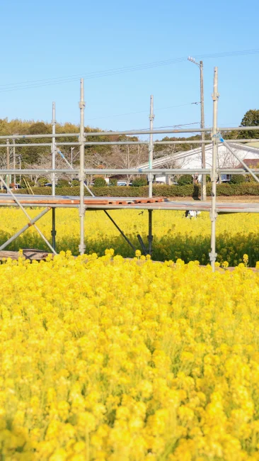 無料壁紙 お花の季節限定の見晴台。PCとデスクトップ壁紙に最適な4K高画質の無料壁紙。三重県玉城町のアスピア玉城で撮影したフリー写真素材