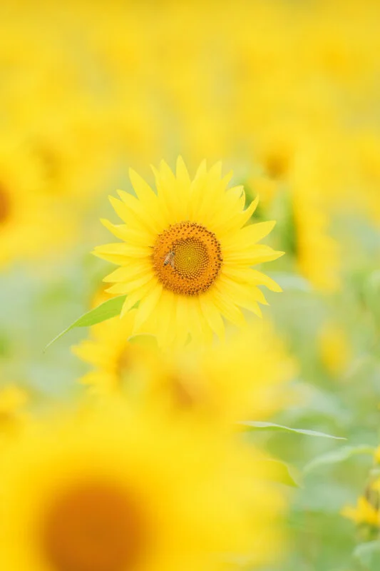 無料スマホ壁紙 夏の黄色いひまわり。AndroidとiPhoneに対応した4K高画質の無料待ち受け画像。三重県玉城町のアスピア玉城で撮影したフリー写真素材