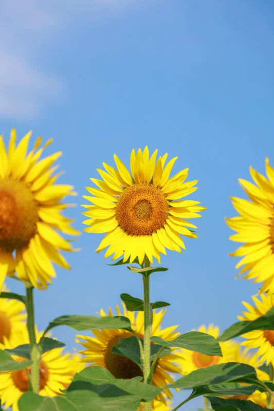 運気が上がる待ち受け 青空と黄金のひまわり。AndroidとiPhoneに対応した4K高画質の無料スマホ壁紙。三重県玉城町のアスピア玉城で撮影したフリー写真素材