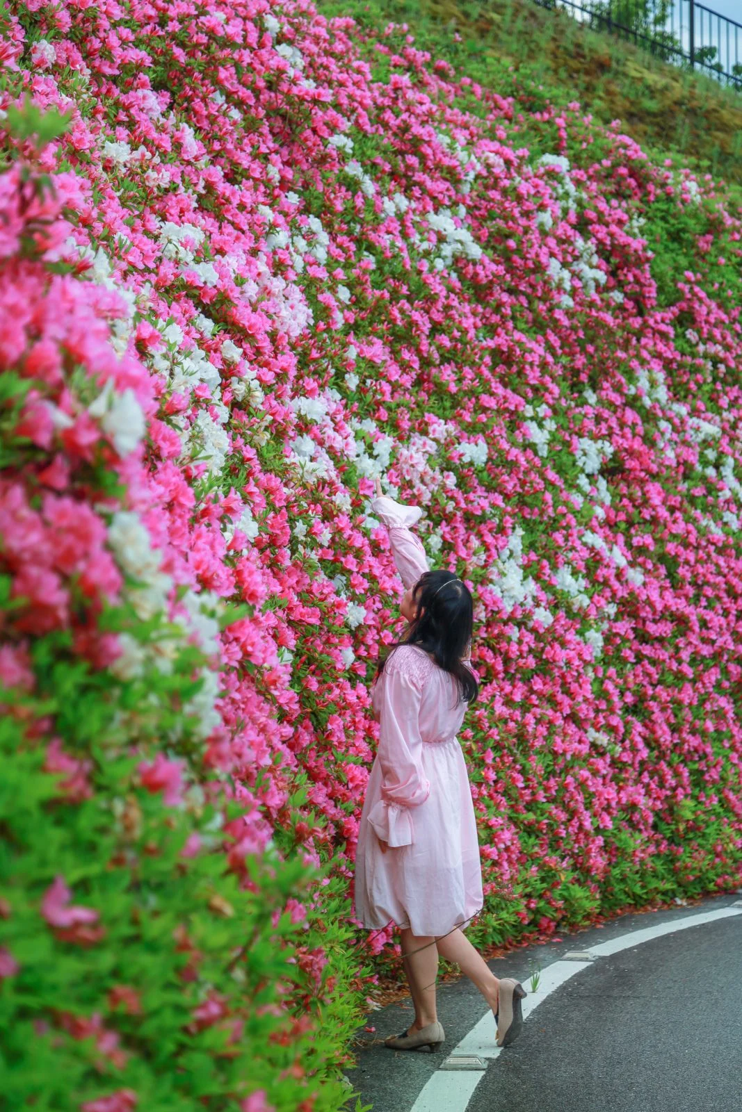 無料スマホ壁紙 屋根より高いツツジ。AndroidとiPhoneに対応した4K高画質の無料待ち受け画像。三重県松阪市の道の駅 茶倉駅で撮影したフリー写真素材