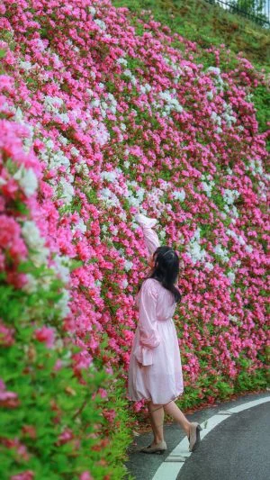 無料スマホ壁紙 屋根より高いツツジ。AndroidとiPhoneに対応した4K高画質の無料待ち受け画像。三重県松阪市の道の駅 茶倉駅で撮影したフリー写真素材