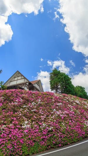 無料スマホ壁紙 ツツジと青空。AndroidとiPhoneに対応した4K高画質の無料待ち受け画像。三重県松阪市の道の駅 茶倉駅で撮影したフリー写真素材