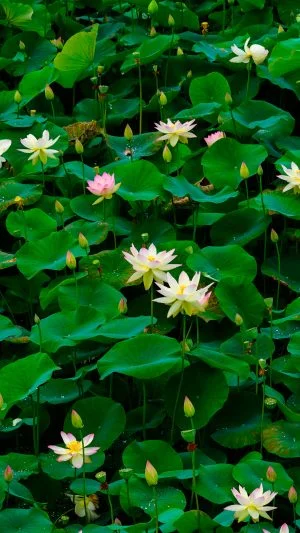 無料スマホ壁紙 紅白の蓮畑。AndroidとiPhoneに対応した4K高画質の無料待ち受け画像。三重県津市の津市白山町二俣の蓮で撮影したフリー写真素材