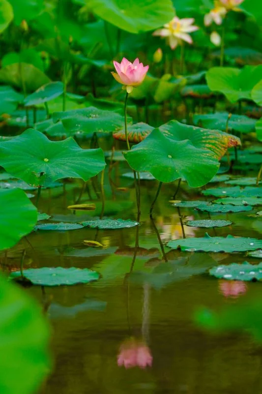 無料スマホ壁紙 水面に映る蓮。AndroidとiPhoneに対応した4K高画質の無料待ち受け画像。三重県津市の津市白山町二俣の蓮で撮影したフリー写真素材