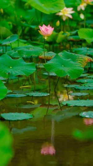 無料スマホ壁紙 水面に映る蓮。AndroidとiPhoneに対応した4K高画質の無料待ち受け画像。三重県津市の津市白山町二俣の蓮で撮影したフリー写真素材