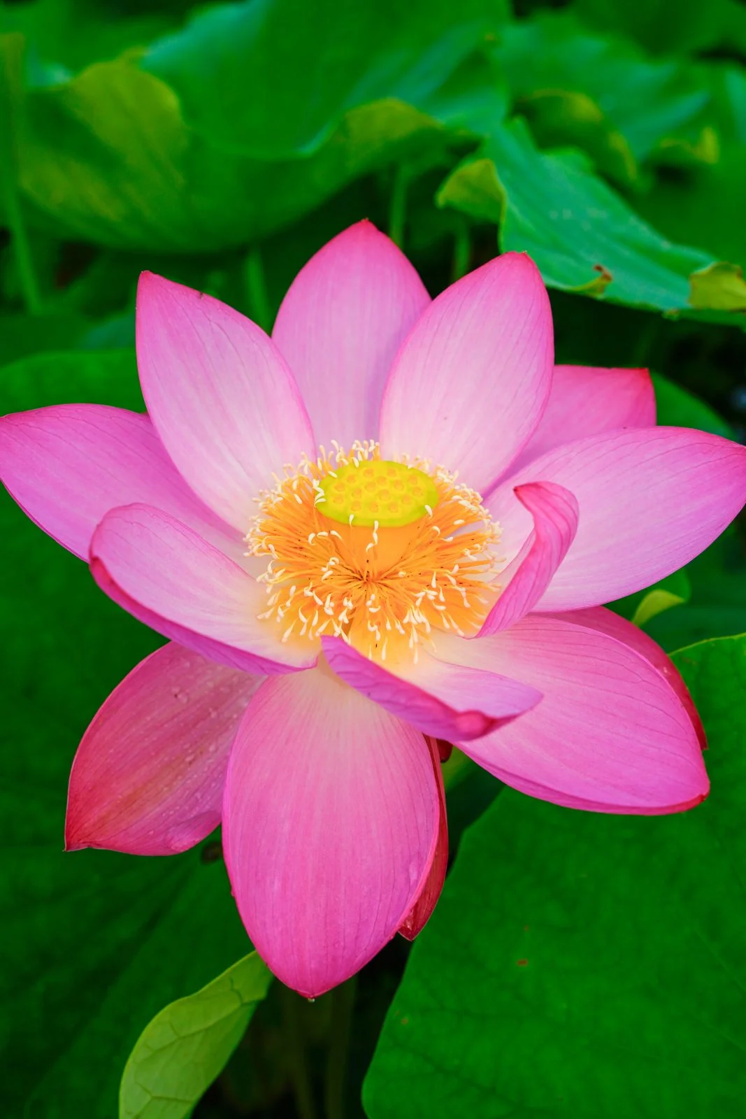 無料スマホ壁紙 蓮の花びら。AndroidとiPhoneに対応した4K高画質の無料待ち受け画像。三重県津市の津市白山町二俣の蓮で撮影したフリー写真素材