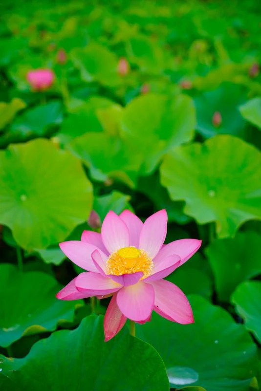 無料スマホ壁紙 一輪の蓮。AndroidとiPhoneに対応した4K高画質の無料待ち受け画像。三重県津市の津市白山町二俣の蓮で撮影したフリー写真素材