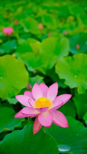 無料スマホ壁紙 一輪の蓮。AndroidとiPhoneに対応した4K高画質の無料待ち受け画像。三重県津市の津市白山町二俣の蓮で撮影したフリー写真素材