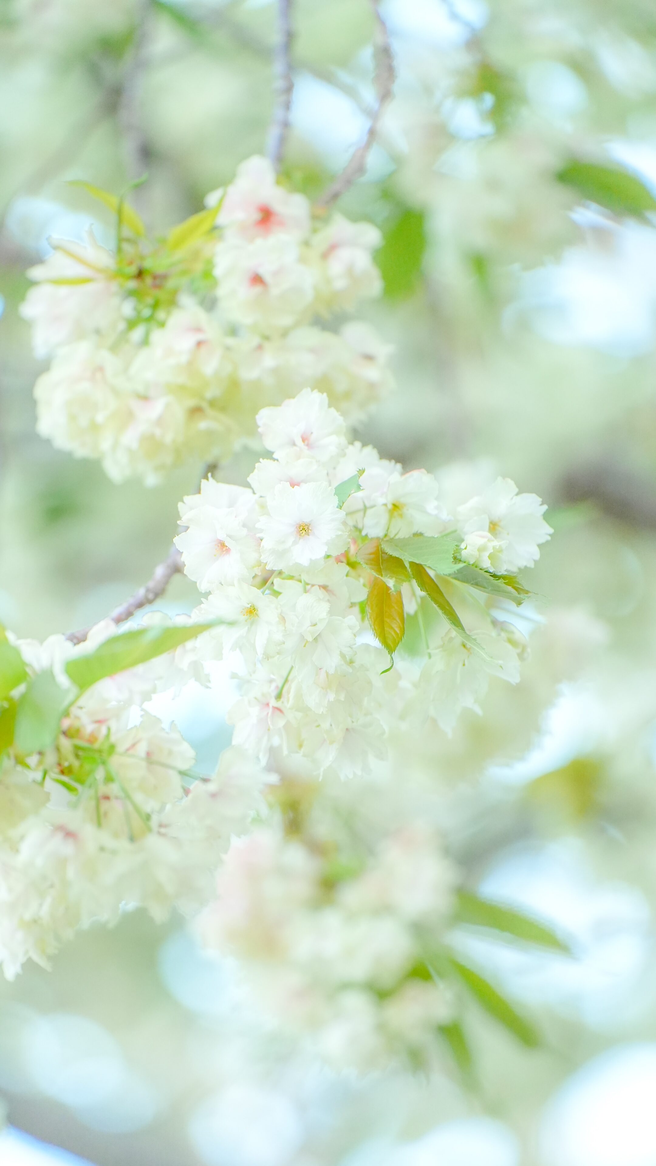世にも珍しい緑の桜(三重県津市・庄司庵公園の御衣黄)