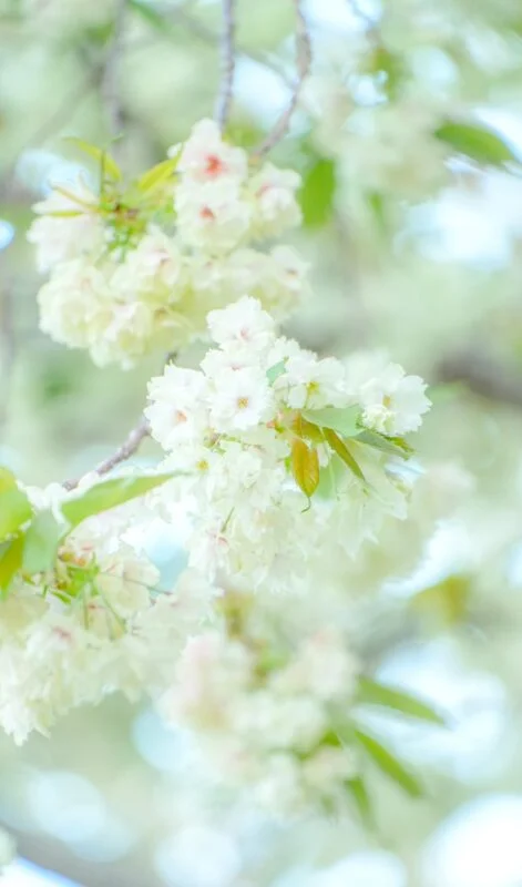 無料スマホ壁紙 世にも珍しい緑の桜。AndroidとiPhoneに対応した4K高画質の無料待ち受け画像。三重県津市の庄司庵公園の御衣黄で撮影したフリー写真素材