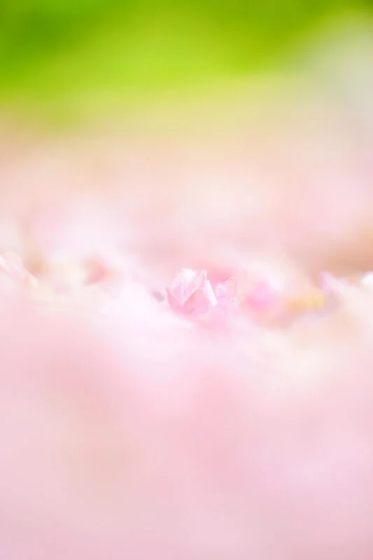 無料スマホ壁紙 ピンクの桜じゅうたん。AndroidとiPhoneに対応した4K高画質の無料待ち受け画像。三重県津市の庄司庵公園の御衣黄で撮影したフリー写真素材