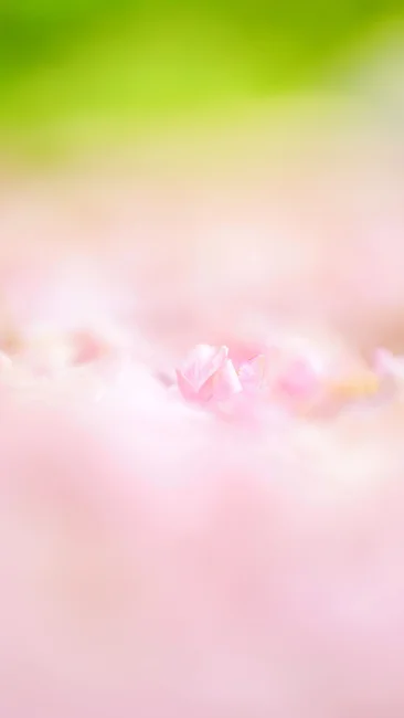 無料スマホ壁紙 ピンクの桜じゅうたん。AndroidとiPhoneに対応した4K高画質の無料待ち受け画像。三重県津市の庄司庵公園の御衣黄で撮影したフリー写真素材