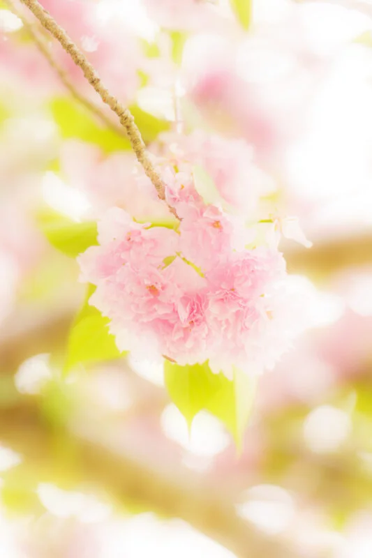 無料スマホ壁紙 ピンク色の可愛い桜。AndroidとiPhoneに対応した4K高画質の無料待ち受け画像。三重県津市の庄司庵公園の御衣黄で撮影したフリー写真素材