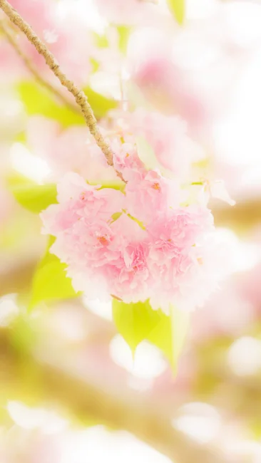 無料スマホ壁紙 ピンク色の可愛い桜。AndroidとiPhoneに対応した4K高画質の無料待ち受け画像。三重県津市の庄司庵公園の御衣黄で撮影したフリー写真素材