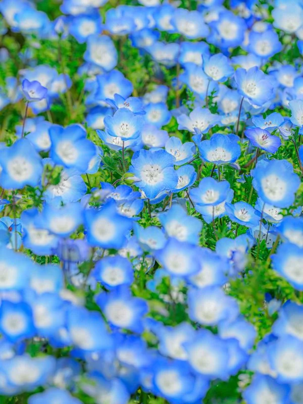 ネモフィラのじゅうたん