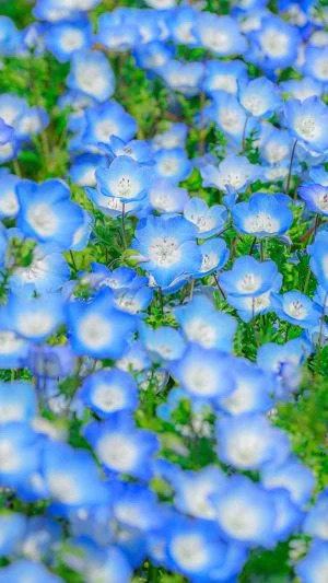 運気が上がる待ち受け ネモフィラのじゅうたん。AndroidとiPhoneに対応した4K高画質の無料スマホ壁紙。三重県伊勢市の三重県営サンアリーナ 花の広場で撮影したフリー写真素材