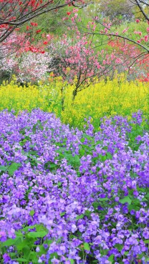 無料スマホ壁紙 紫・黄の菜の花と花桃。AndroidとiPhoneに対応した4K高画質の無料待ち受け画像。三重県伊勢市の三重県営サンアリーナ 花の広場で撮影したフリー写真素材