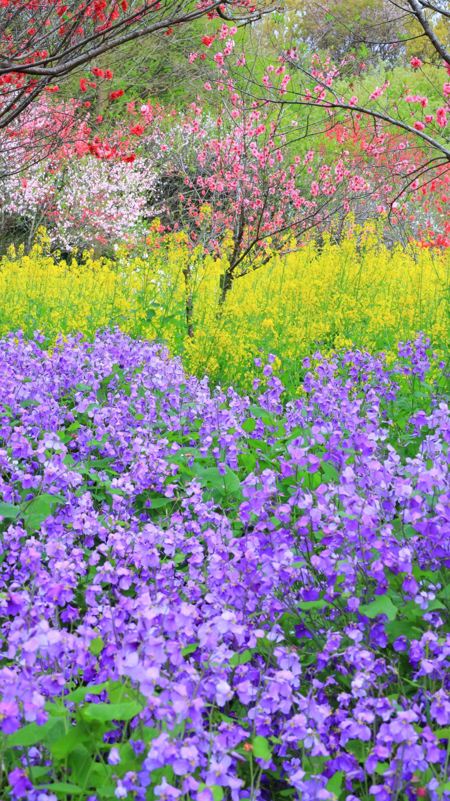 無料スマホ壁紙 紫・黄の菜の花と花桃。AndroidとiPhoneに対応した4K高画質の無料待ち受け画像。三重県伊勢市の三重県営サンアリーナ 花の広場で撮影したフリー写真素材