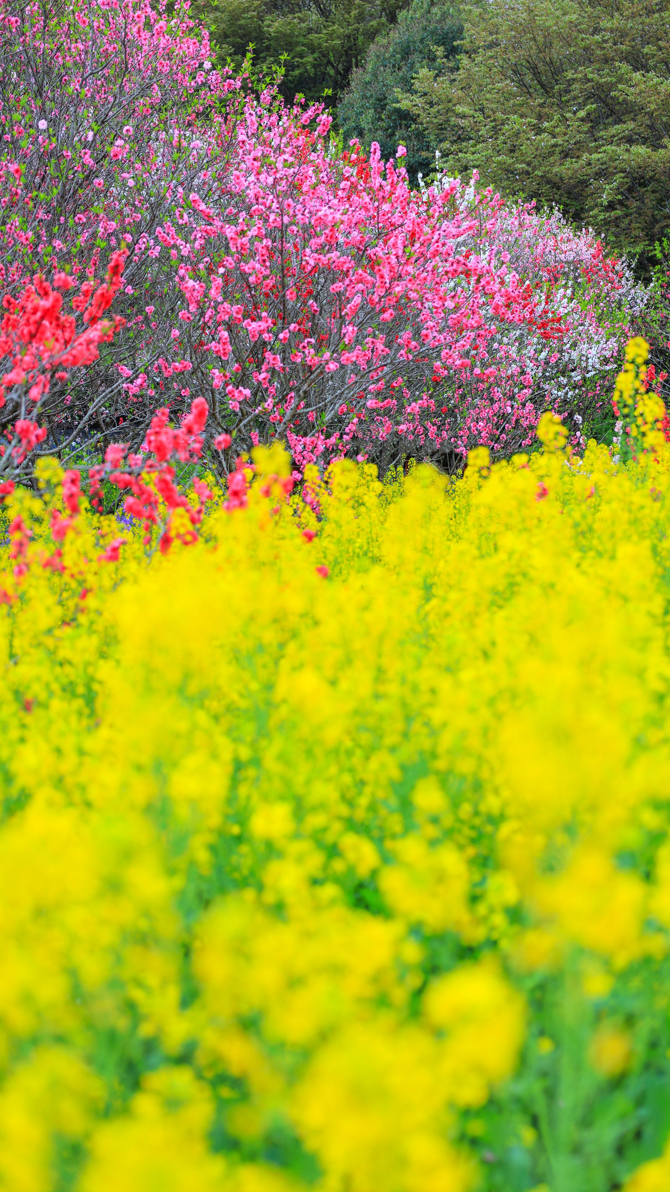 無料スマホ壁紙 紅白の花桃と菜の花。AndroidとiPhoneに対応した4K高画質の無料待ち受け画像。三重県伊勢市の三重県営サンアリーナ 花の広場で撮影したフリー写真素材