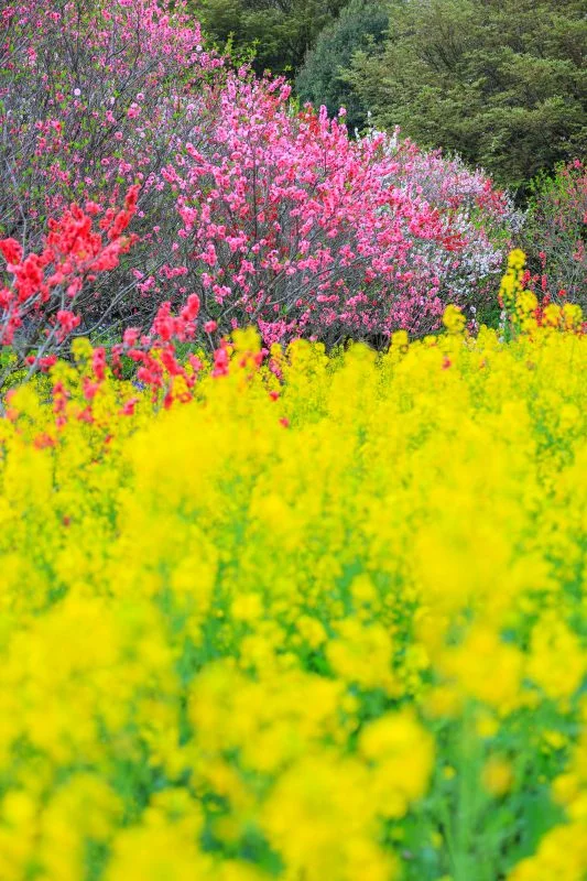 無料スマホ壁紙 紅白の花桃と菜の花。AndroidとiPhoneに対応した4K高画質の無料待ち受け画像。三重県伊勢市の三重県営サンアリーナ 花の広場で撮影したフリー写真素材