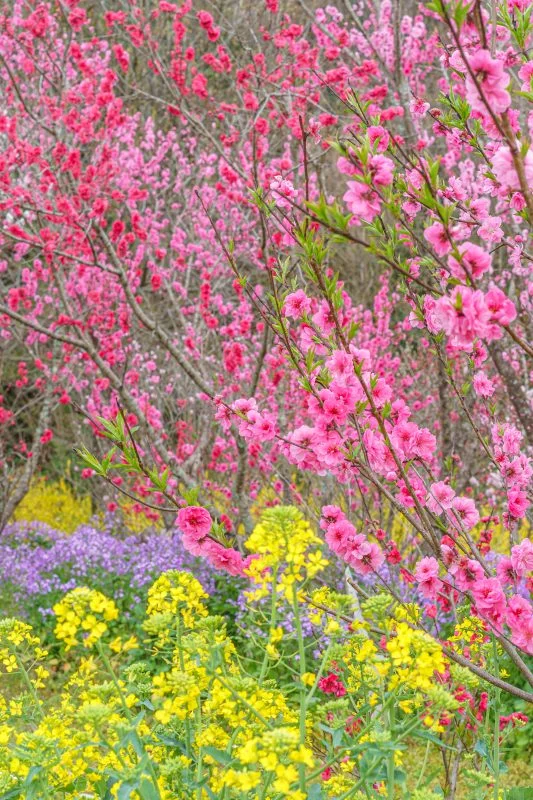 無料スマホ壁紙 花桃と菜の花の競演。AndroidとiPhoneに対応した4K高画質の無料待ち受け画像。三重県伊勢市の三重県営サンアリーナ 花の広場で撮影したフリー写真素材