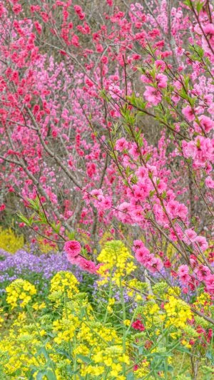 無料スマホ壁紙 花桃と菜の花の競演。AndroidとiPhoneに対応した4K高画質の無料待ち受け画像。三重県伊勢市の三重県営サンアリーナ 花の広場で撮影したフリー写真素材