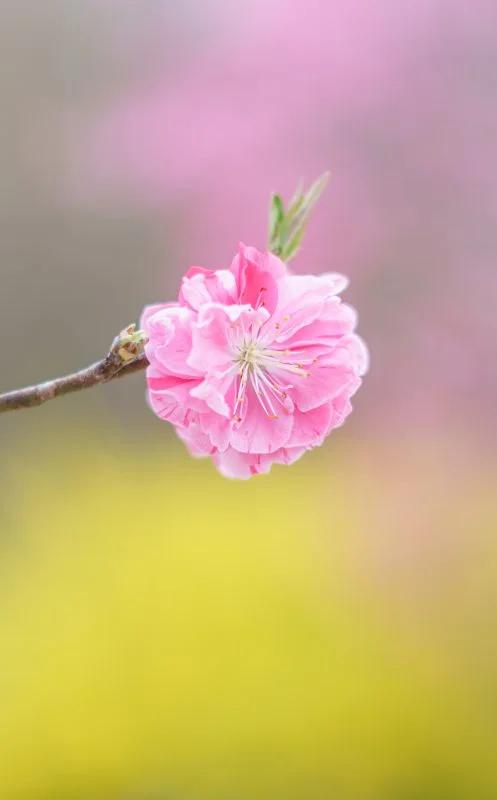 無料スマホ壁紙 花桃の花びら。AndroidとiPhoneに対応した4K高画質の無料待ち受け画像。三重県伊勢市の三重県営サンアリーナ 花の広場で撮影したフリー写真素材