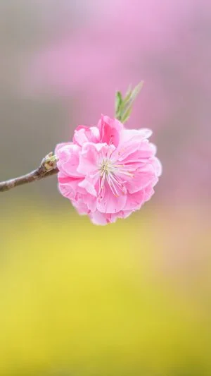 無料スマホ壁紙 花桃の花びら。AndroidとiPhoneに対応した4K高画質の無料待ち受け画像。三重県伊勢市の三重県営サンアリーナ 花の広場で撮影したフリー写真素材