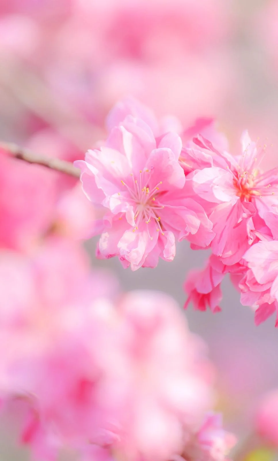 無料スマホ壁紙 ピンク色の可憐な花桃。AndroidとiPhoneに対応した4K高画質の無料待ち受け画像。三重県伊勢市の三重県営サンアリーナ 花の広場で撮影したフリー写真素材