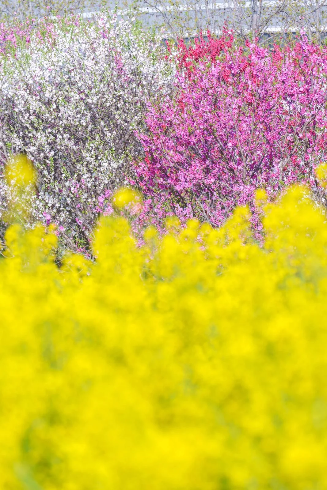 無料スマホ壁紙 紅白の花桃と菜の花。AndroidとiPhoneに対応した4K高画質の無料待ち受け画像。三重県伊勢市の三重県営サンアリーナ 花の広場で撮影したフリー写真素材